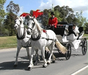 Bride travels in carriage